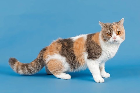 Selkirk Rex cat