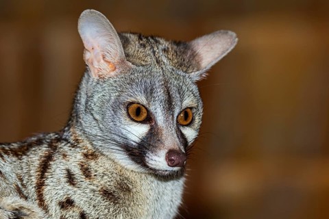 Genet (Genetta tigrina)