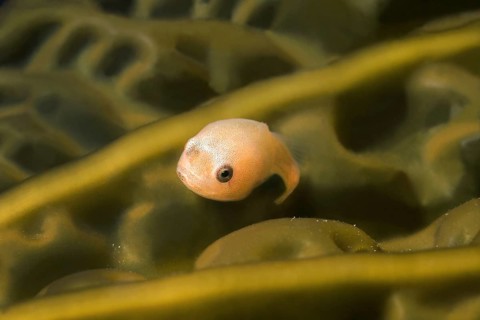 Smooth Lumpfish (Aptocyclus ventricosus)