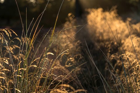 Spiderweb with spider in heathlands in morning light