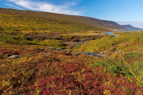 Autumnal foliage