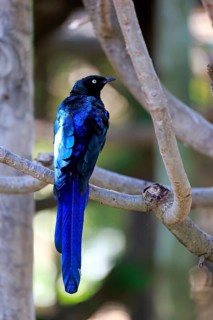 Long-tailed Glossy Starling (Lamprotornis caudatus)