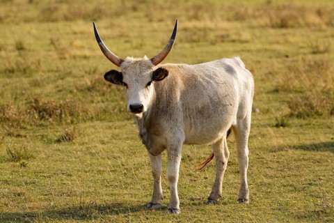 Grey Hungarian Grey cattle