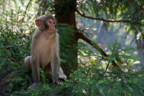 Rhesus Monkeys (Macaca mulatta) in the mountains of Zhangjiajie