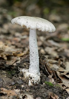 Volvariella mushroom (Volvariella spec.) with the typical volva at the stem base