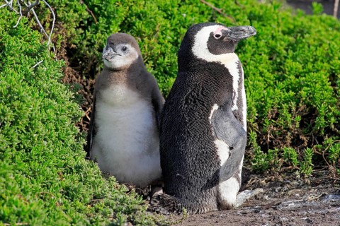 Jackass Penguins or African Penguins (Spheniscus demersus)