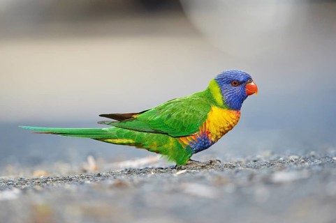 Close-up of a rainbow lorikeet (Trichoglossus moluccanus) wildlife in Australia