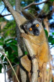 Common brown lemur (Eulemur fulvus mayottensis)