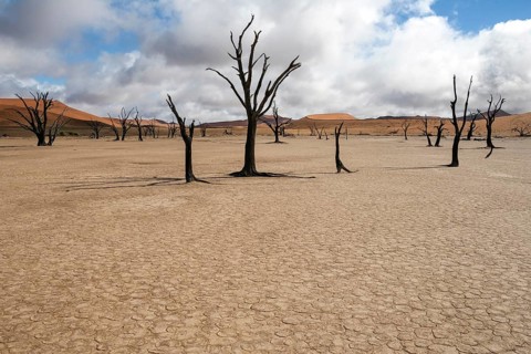 Dead Camel thorn trees (Vachellia erioloba)