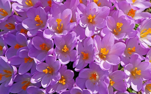 Crocuses (Crocus)