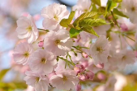 Flowering Japanese cherry (Prunus serrulata)