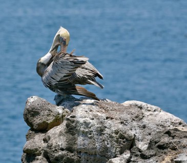 Galapagos Brown Pelican (Pelecanus occidentalis urinator)