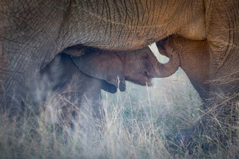 African elephant (Loxodonta africana)