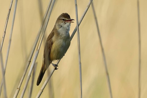 Great Reed Warbler (Acrocephalus arundinaceus)