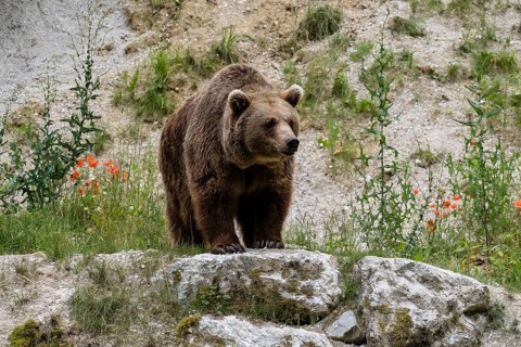 Brown bear (Ursus arctos) stands on rocks