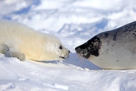 Harp Seal or Saddleback Seal (Pagophilus groenlandicus