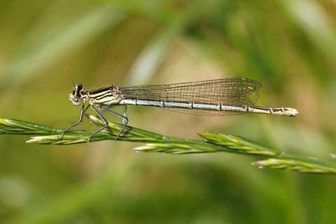 White-legged Damselfly (Platycnemis pennipes)