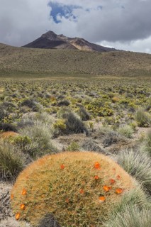 Maihueniopsis cactus (Maihueniopsis colorea)