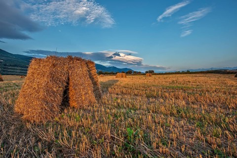 Hay bales in the fields