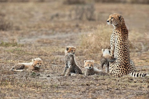 Cheetah (Acinonyx jubatus)
