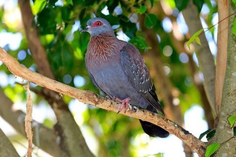 Speckled Pigeon (Columba guinea)