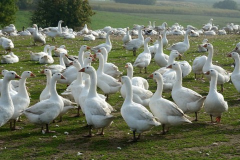White geese in a goose farm