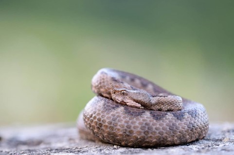 Horned Viper (Vipera ammodytes)