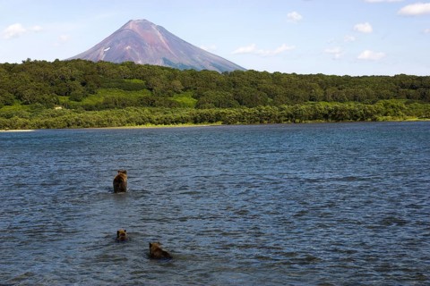 Brown bear (Ursus arctos)
