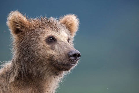 Brown bear (Ursus arctos) young