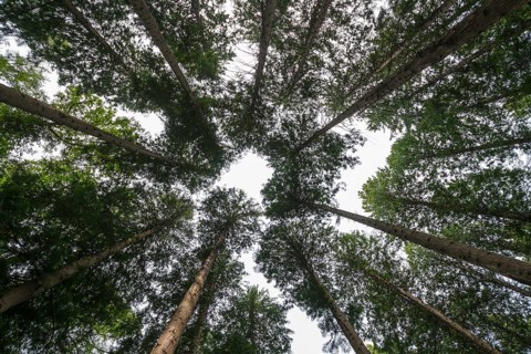 Treetops in a summer forest