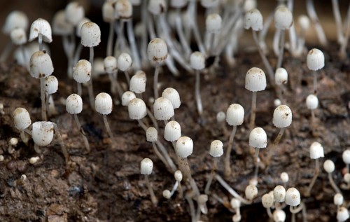 Seeded Fairies Bonnets (Coprinellus disseminatus)