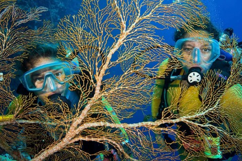Two divers behind Fan Coral (Melithaea sp.)