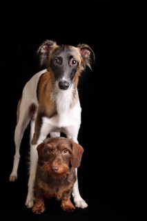 Silken Windsprite and Wire-haired Dachshund