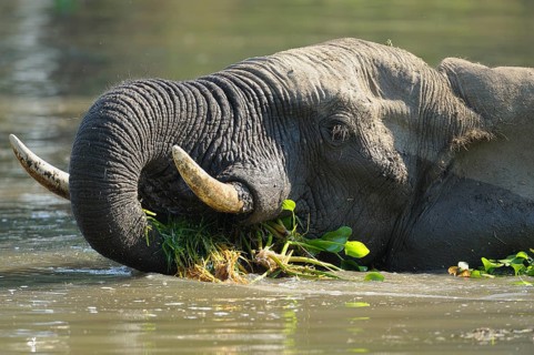 African Elephant (Loxodonta africana) in the water with water plants in the mouth