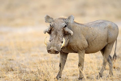 Desert Warthog (Phacochoerus aethiopicus)