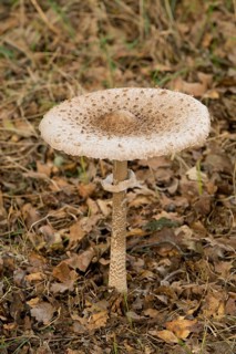 Parasol Mushroom (Macrolepiota procera)