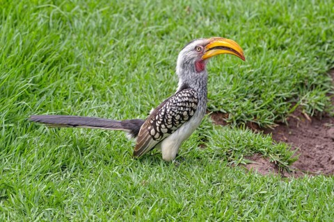 Southern Yellow-billed Hornbill (Tockus leucomelas)