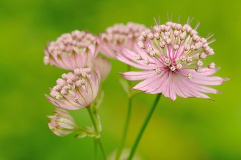 Masterwort (Astrantia)