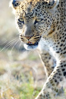Leopard (Panthera pardus)