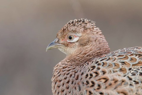 Pheasant (Phasianus colchicus)