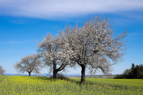 Flowering cherry trees