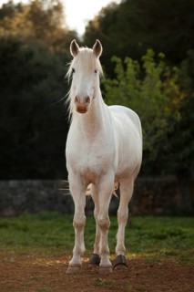Appaloosa mix