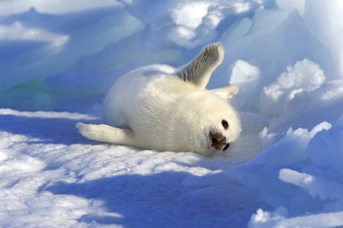 Harp Seal or Saddleback Seal (Pagophilus groenlandicus