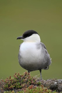Long-tailed jaeger (Stercorarius longicaudus)