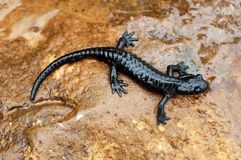 Alpine Salamander (Salamandra atra)