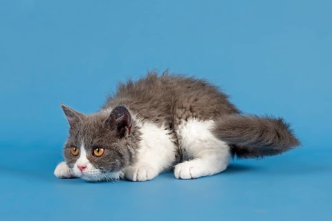 Selkirk Rex kitten