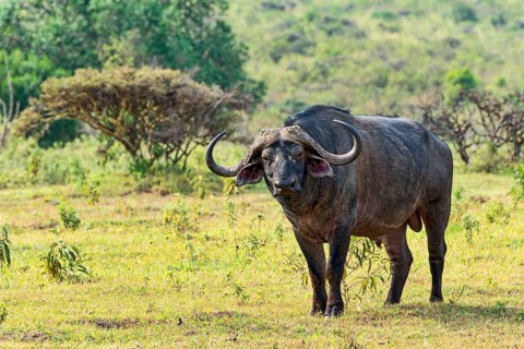 Cape buffalo (Syncerus caffer)