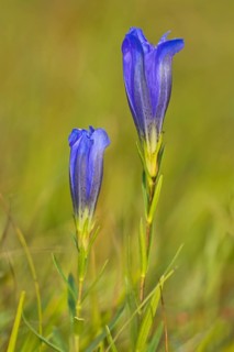 Marsh gentian (Gentiana pneumonanthe)