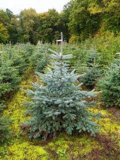 Tree nursery