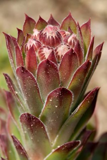 Common Houseleek (Sempervivum tectorum)